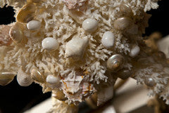 Coral Chandelier with Shells Attributed to Jensen